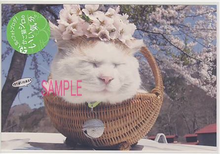 かご猫シロ・ポストカード「持ち運び出来ます」