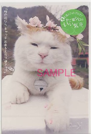 かご猫シロ・ポストカード「ラブ運アップ」