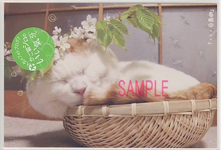 かご猫シロ・ポストカード「春眠中」