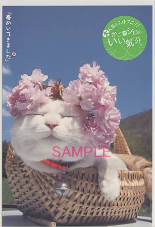 かご猫シロ・ポストカード「春めいてきました」