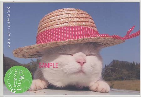 かご猫シロ・ポストカード「麦わら帽子」