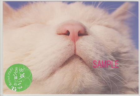 かご猫シロ・ポストカード「顔」