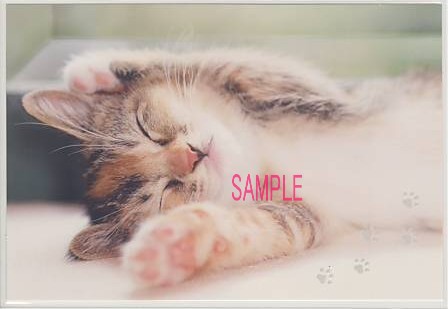 猫・夏ポストカード「ひなたぼっこ」