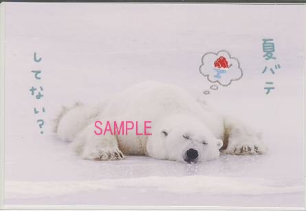 白熊・夏ポストカード「夏バテ」