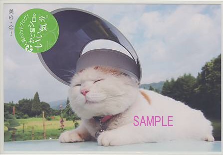 かご猫シロ・ポストカード「サンバイザー」