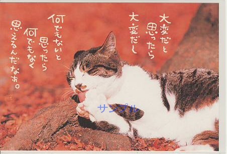 猫・ポストカード「何でもない」