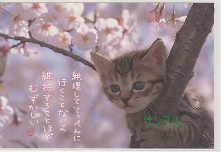 猫・ポストカード「無理しててっぺんに」