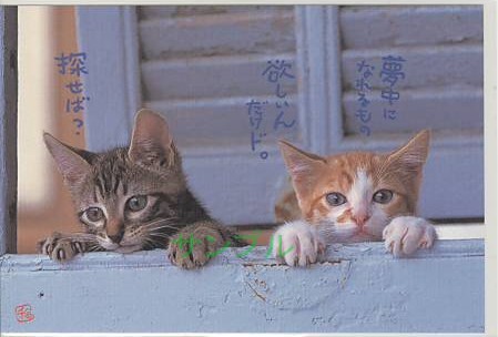 猫・ポストカード「夢中になれるもの」