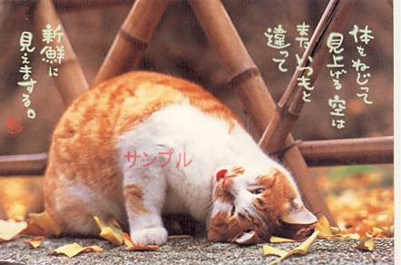 猫・ポストカード「体をねじって」