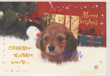 犬・ポストカード「この時間がずっと」