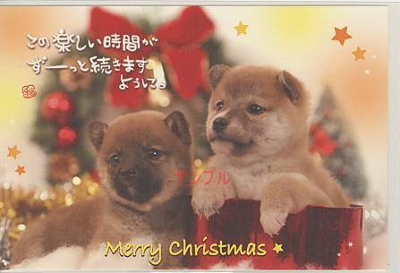 犬・ポストカード「この楽しい時間が」