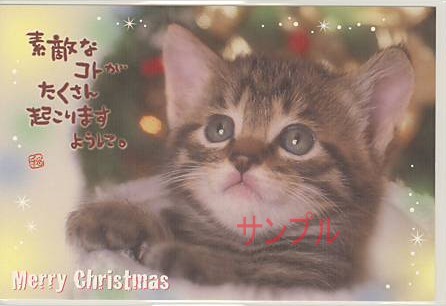 猫・ポストカード「素敵なコトが」