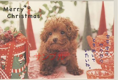 犬・ポストカード「ときめいていたいね」