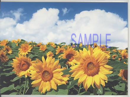 ひまわり・ポストカード