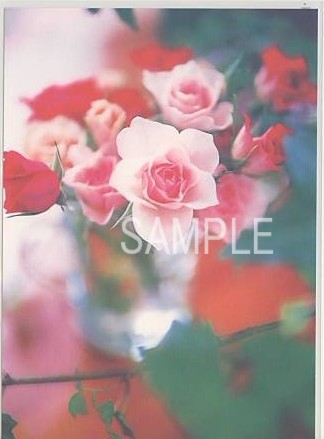 花・ポストカード「ピンクバラ等」