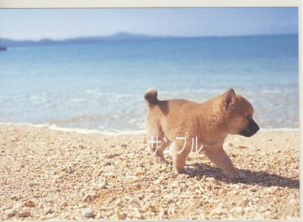 犬・ポストカード
