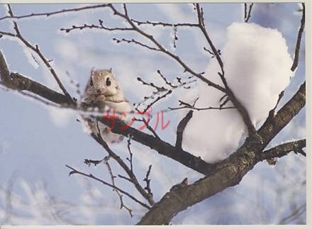 冬・ポストカード「モモンガ」