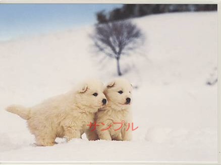 冬・ポストカード「犬」