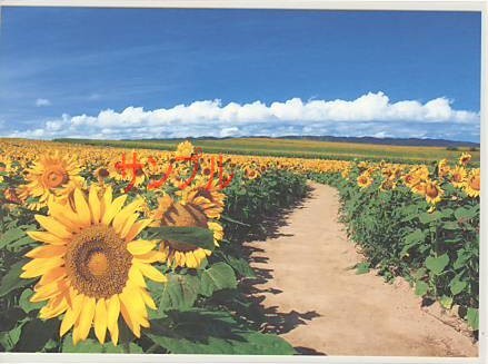 ひまわり・ポストカード