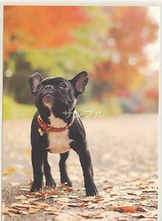 犬・秋ポストカード