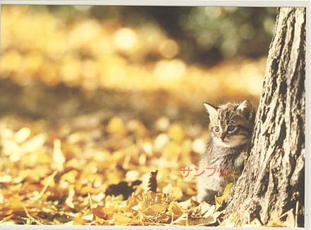 猫・秋ポストカード