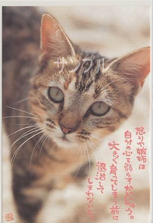猫・ポストカード「怒りや嫉妬は」