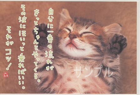 猫・ポストカード「自分に一番の流れが」