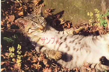 猫・ポストカード「たまにはゆっくり」
