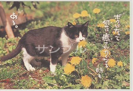 猫・ポストカード「ボクにだって」