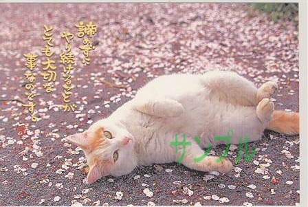 猫・ポストカード「諦めずに」