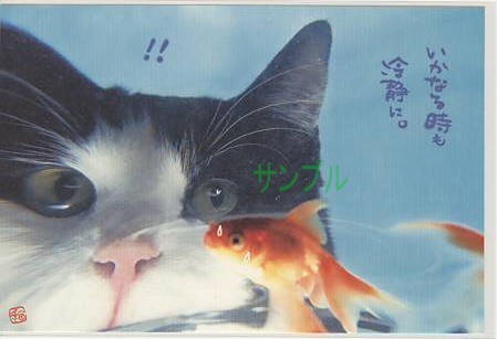 猫・ポストカード「いかなる時も冷静に！！」