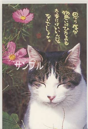 猫・ポストカード「思う存分」