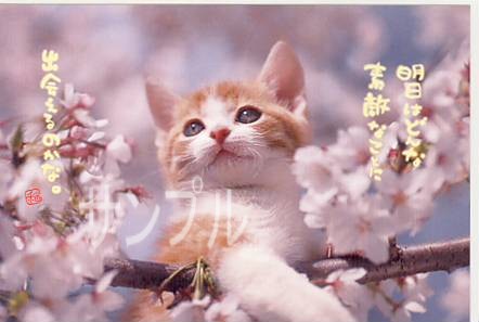 猫・ポストカード「明日はどんな」