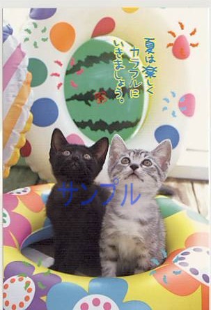 猫・ポストカード「夏は楽しく」