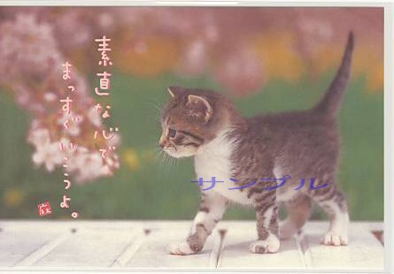 猫・ポストカード「素直な心で」