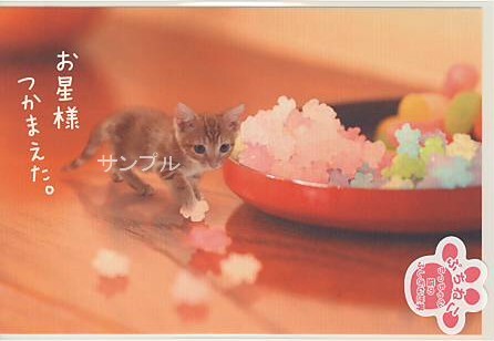 ぷちねこ・ポストカード「お星様」