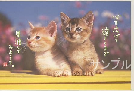 猫・ポストカード「心を広げて」