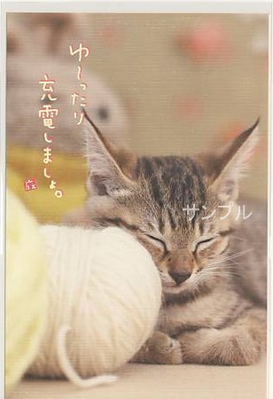 猫・ポストカード「充電しましょ」