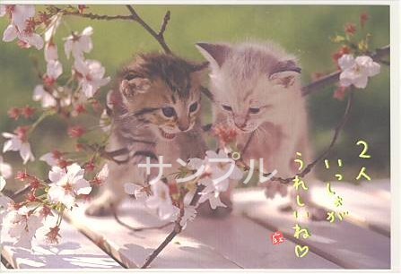 猫・ポストカード「２人いっしょが」
