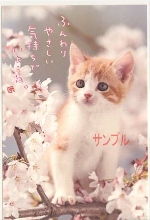 猫・ポストカード「やさしい気持ちで」