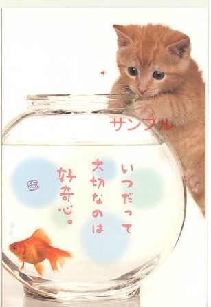 猫・ポストカード「好奇心」