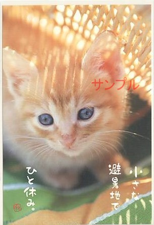 猫・ポストカード「ひと休み。」