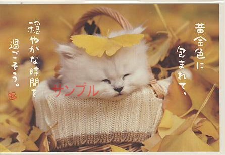 猫・ポストカード「黄金色に」