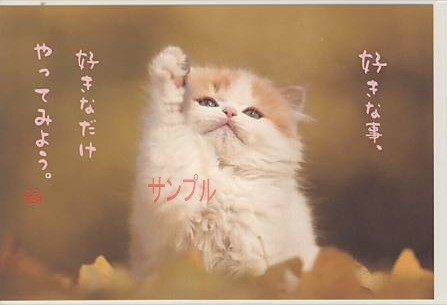 猫・ポストカード「好きな事、」