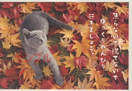 猫・ポストカード「焦らないで」