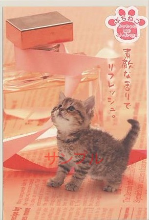 ぷちねこ・ポストカード「リフレッシュ」