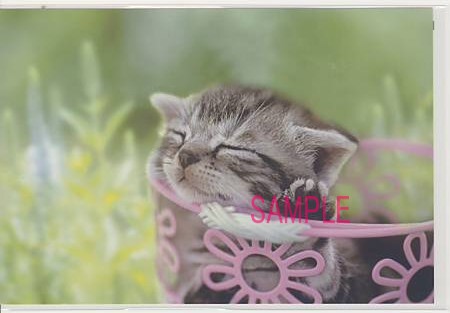 猫・ポストカード「眠」