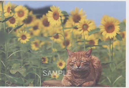 猫・ポストカード「ヒマワリと」