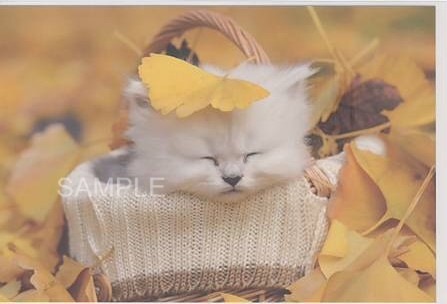 猫・ポストカード「秋眠」