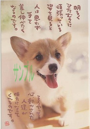 犬・ポストカード「明るくひたむきに」